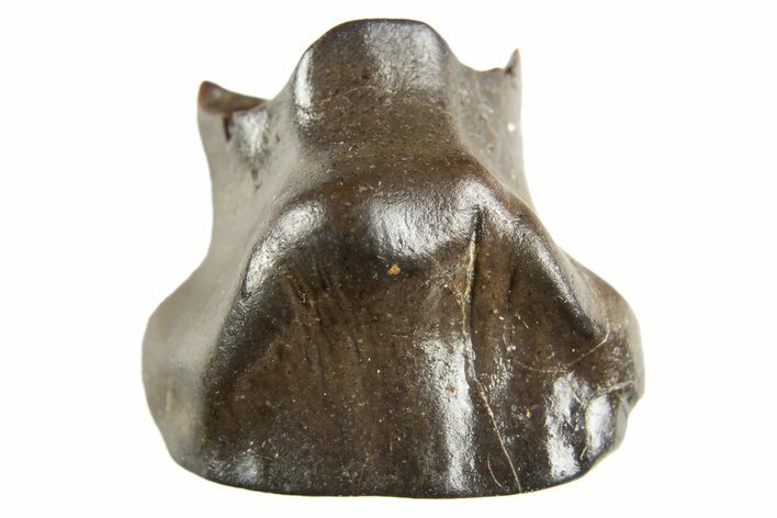 Fossil Nodosaur Tooth - Judith River Formation #313201